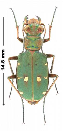 Réf. 245 602 : Cicindela campestris olivieria